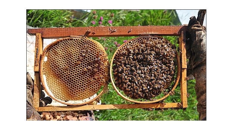 تولید عسل و پرورش زنبور عسل