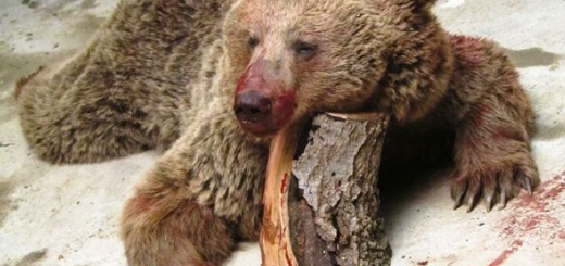 کشتار یک خرس قهوه ای در کلاردشت در روز انس با طبیعت