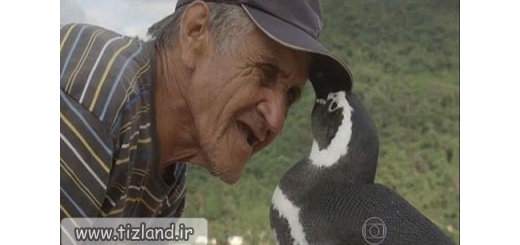 دوستی منحصر به فرد پنگوئن و پیرمرد