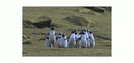 شادی پنگوئنی!