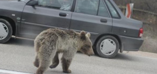 خرس قهوه ای سرگردان در جاده پارک ملی گلستان زنده گیری شد