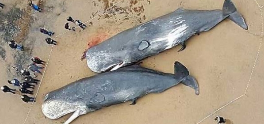 معمای لاشه نهنگ های عنبر در ساحل انگلیس