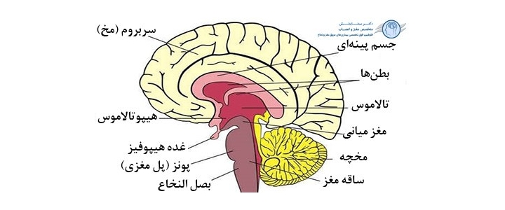 کلیپ آموزش قسمت های مغز انسان