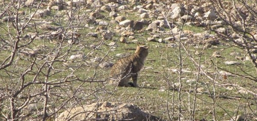 گربه وحشی در منطقه حفاظت شده اشترانکوه