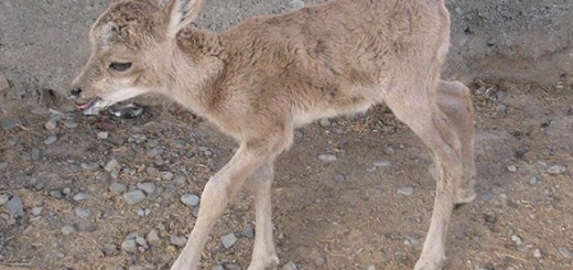 کشف یک بره میش وحشی در کهنوج کرمان
