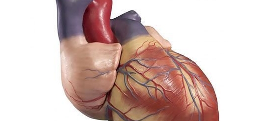 هر سال بیش از ۱۷ میلیون نفر بر اثر بیماری های قلبی می میرند