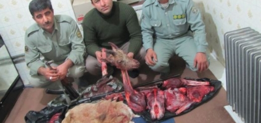 عاملین کشتار یک میش وحشی آبستن در شهرستان فیروزکوه دستگیر شدند
