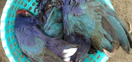 صید و خرید و فروش پرندگان وحشی در خوزستان