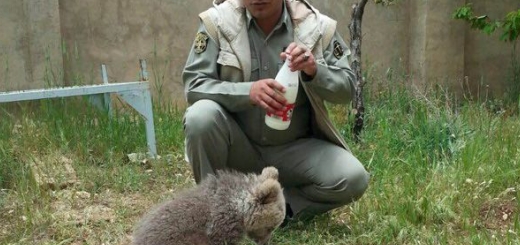 توله خرس سرگردان به اداره محیط زیست پارک ملی دنا منتقل شد