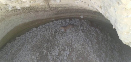 پلنگی گرفتار درون حفره ای در ارتفاعات جاسک
