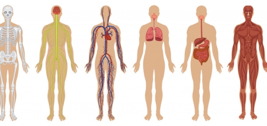 درباره بدن The Human Body: Anatomy, Facts &amp; Functions