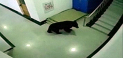 شلیک به خرس سیاه پس از ورود به مدرسه