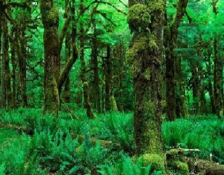 دانلود تحقیق درباره جنگل