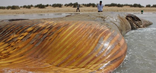 مشاهده لاشه نهنگی با ۱۴ متر طول در سواحل بوشهر