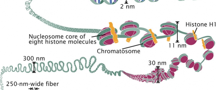 شکست در کروموزومهاي غير همولوگ