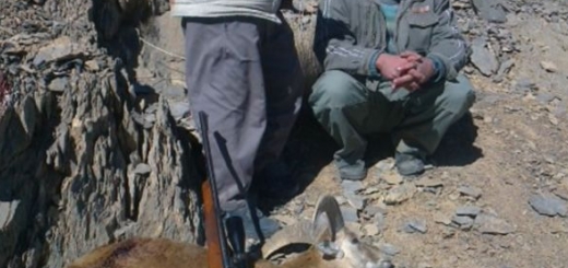 دستگیری شکارچیان غیرمجاز یک راس قوچ وحشی