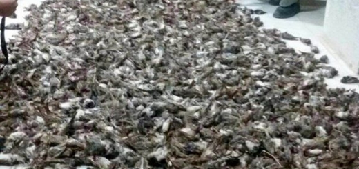 کشتار بیرحمانه گنجشک ها در خوزستان