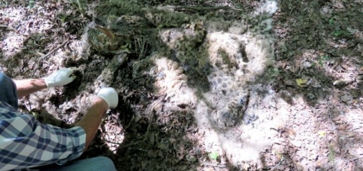 لاشه یک پلنگ در مناطق جنگلی گرگان کشف شد