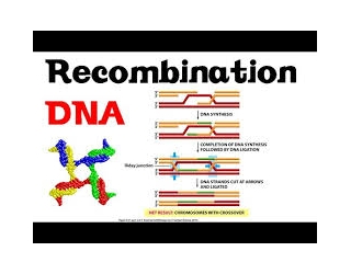 نوترکیبی دی ان ای (DNA recombination ) شکستهای دو رشته کروموزومی (DSBs) پس از مواجهه با اشعه یونیزه کننده یا برش آنزیمی - ( ترجمه آزاد)