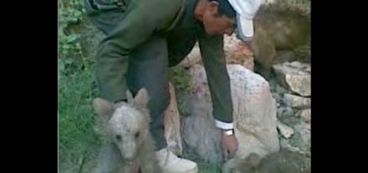 بازداشت مجدد قاتل خرس های سمیرم